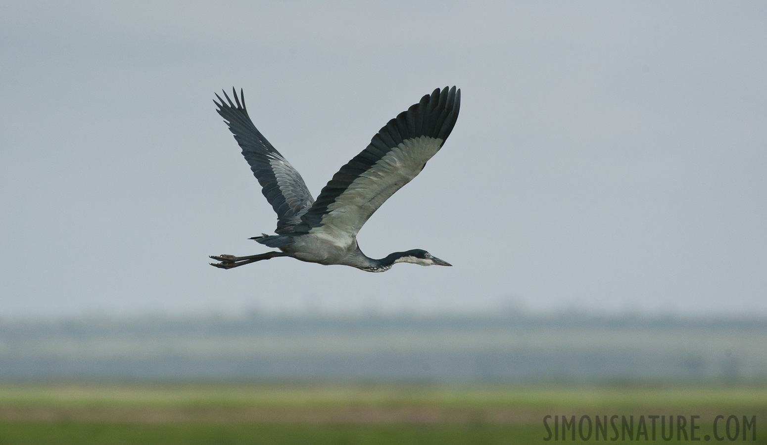 Ardea melanocephala [550 mm, 1/6400 sec at f / 8.0, ISO 1600]